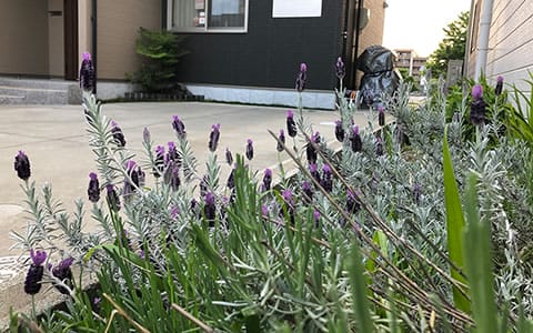 ラベンダーはリラックス出来る香りで強い花です。