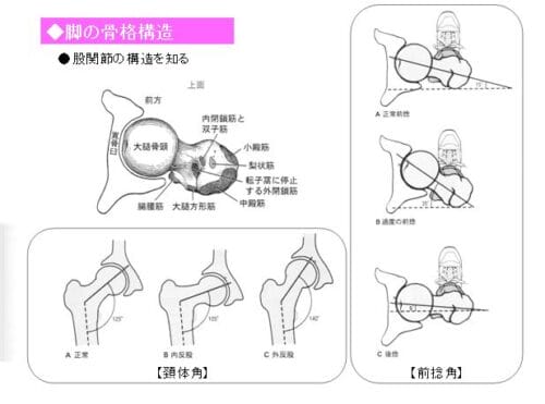 hip-joint-external-angle