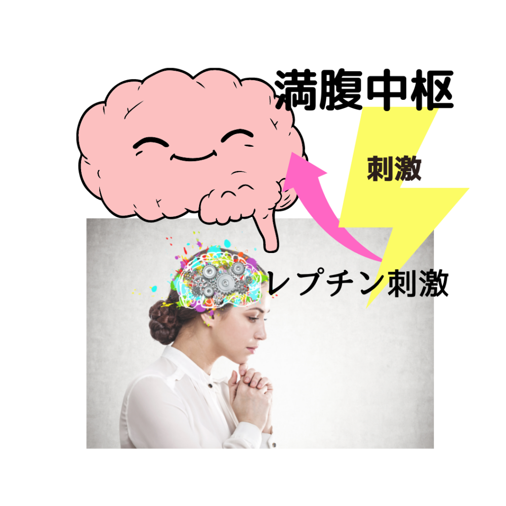 Stimulates-the-satiety-center