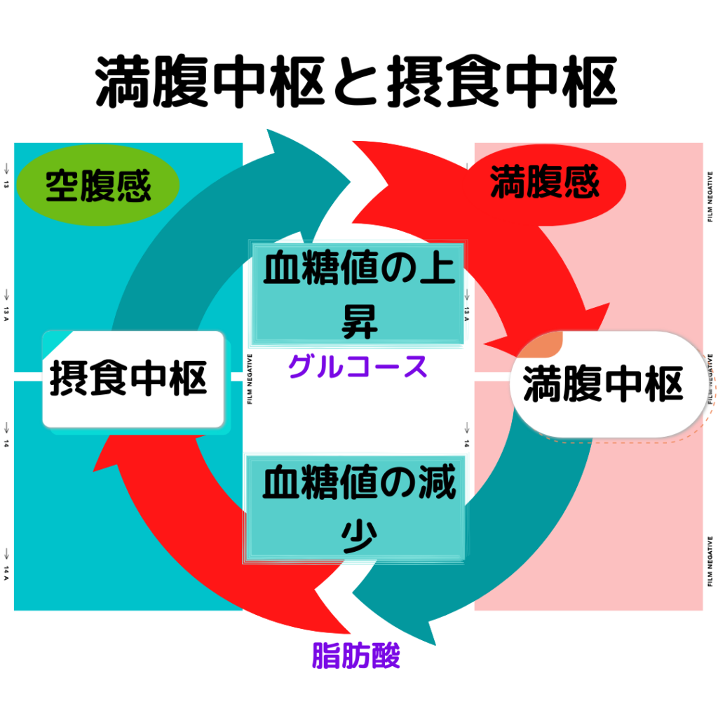 Functions-of-the-satiety-center-and-feeding -enter