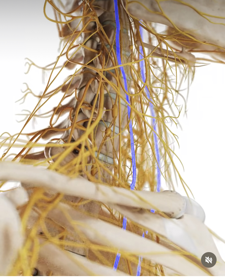 Image-of-nerves controlling-the -houlder