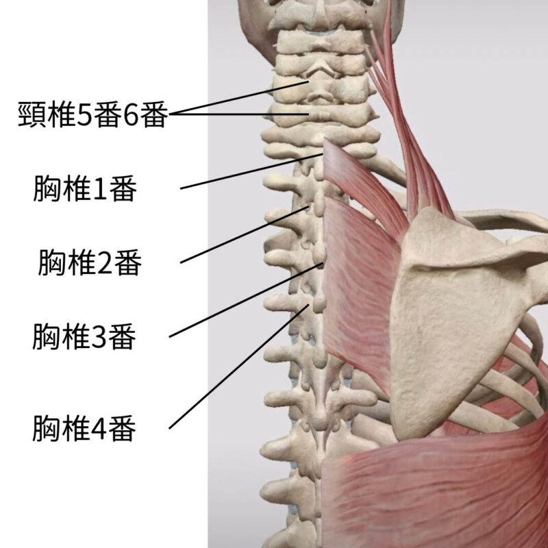 bone-that-controls-the-hethe-shoulder