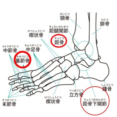 足首の解剖