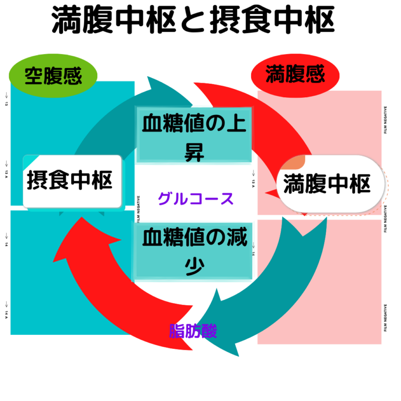 Satiety-center-and- glucose-cycle