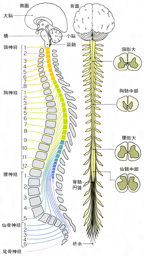 spinal-cord-and-nerves