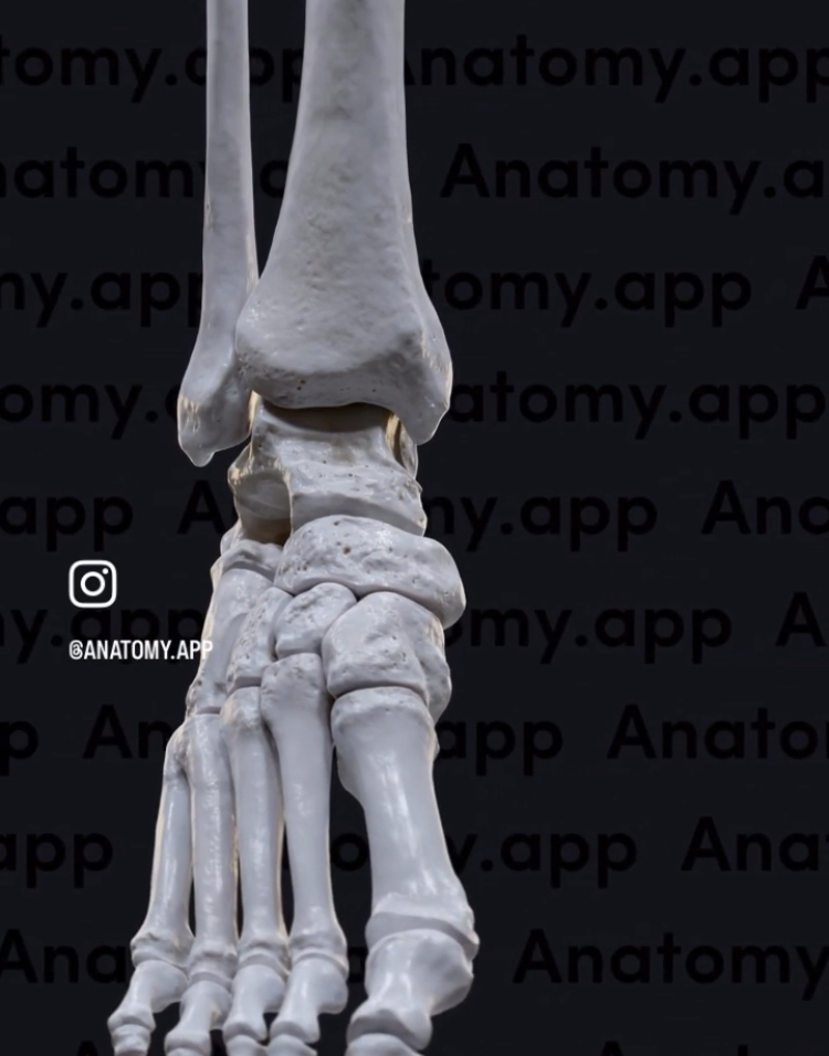 ankle-chiropractic