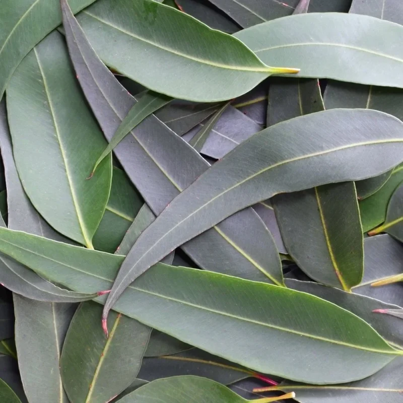 eucalyptus