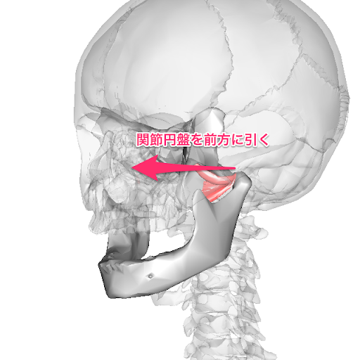 Movement-of-the- outer-wing-and-the-gonarthr muscle