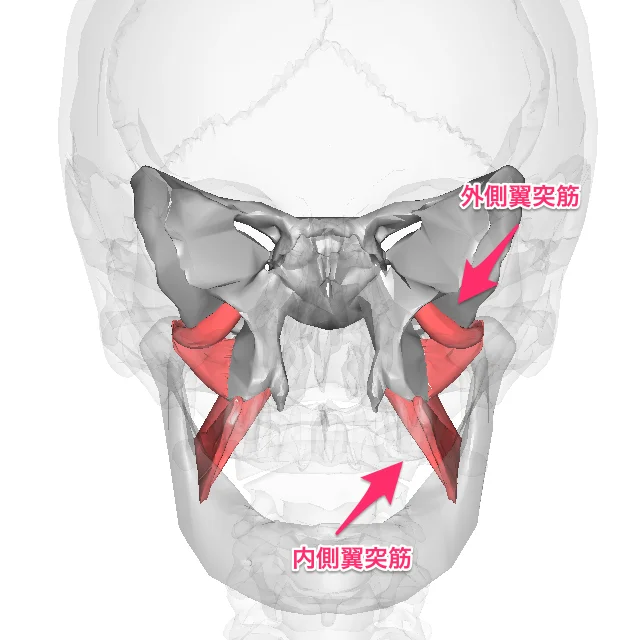 lateral-pterygoid-muscle
