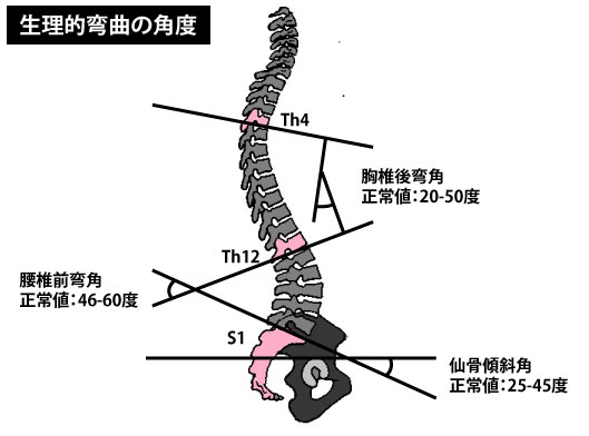 Physiological-curvature of-the-spine