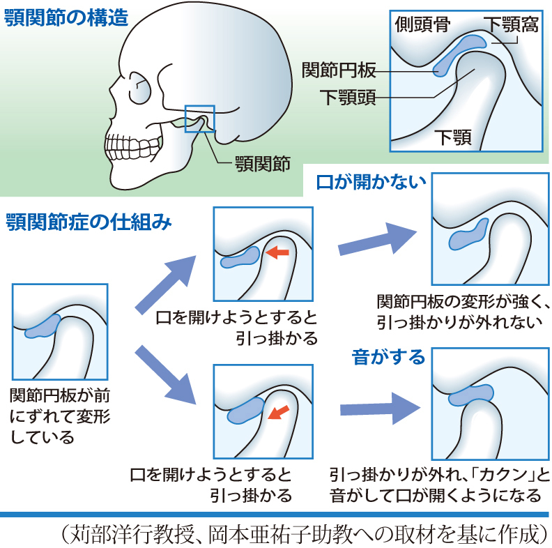 Structure-of-the- temporomandibular-joint