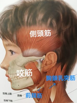 Muscles-of-the- temporomandibular -oint