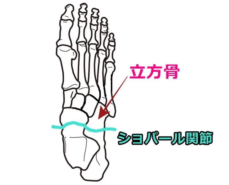 Cuboid-bone