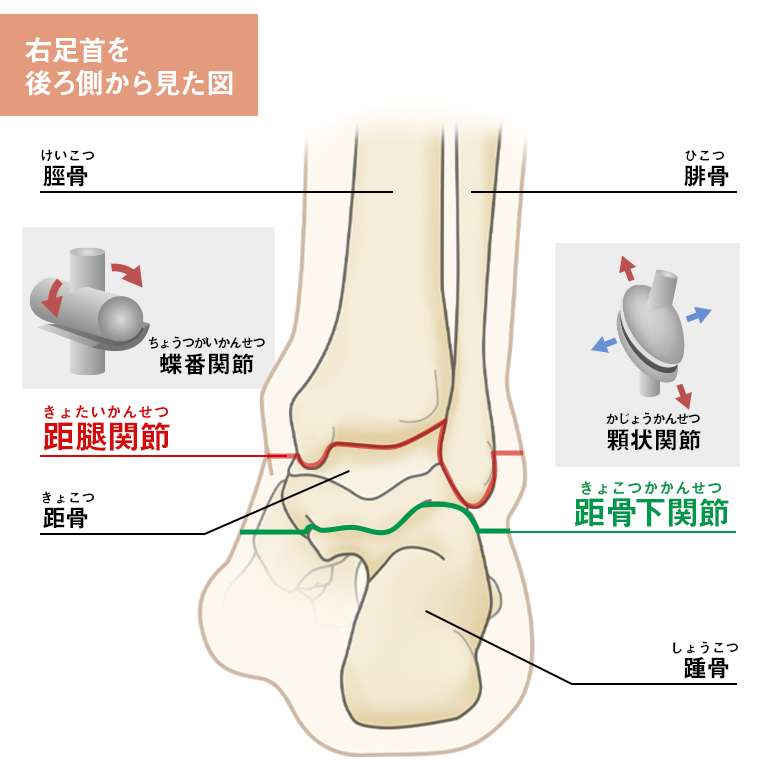 Intertalar joint.