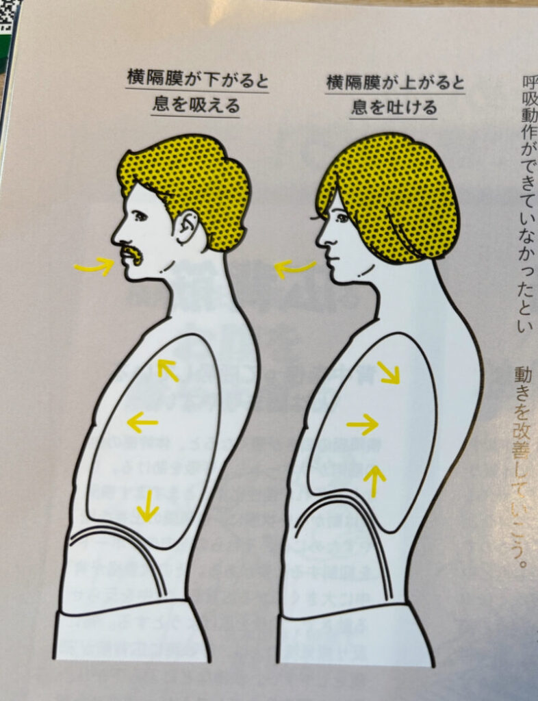 横隔膜を動かす