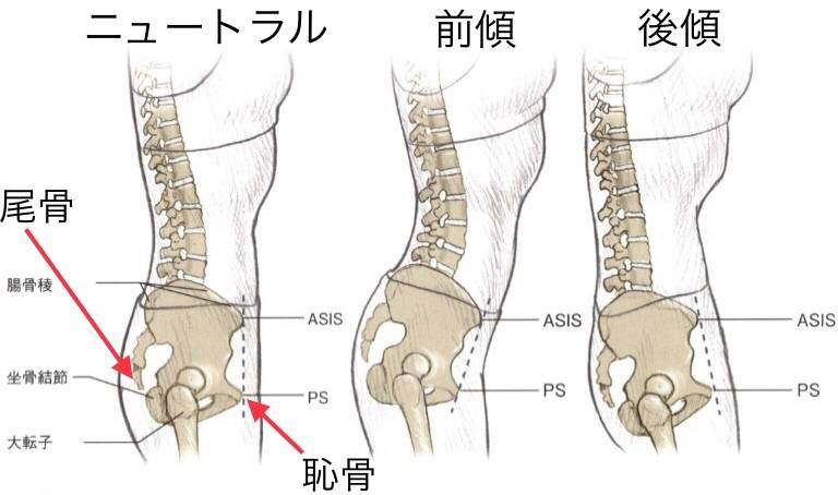 骨盤の理想的な位置関係を表した図（整体・骨盤矯正用）