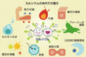 カルシウムの働きは、コラーゲンとともに効果が出るイメージ図