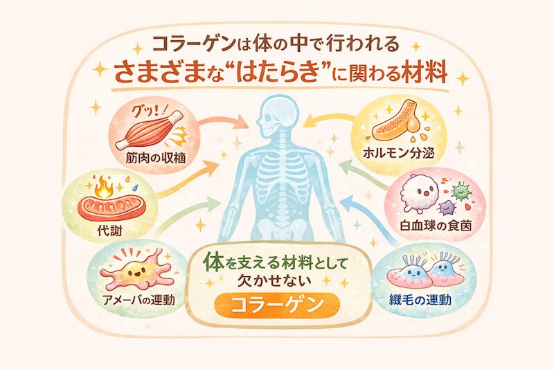 コラーゲンが生成される。体内のイメージ図