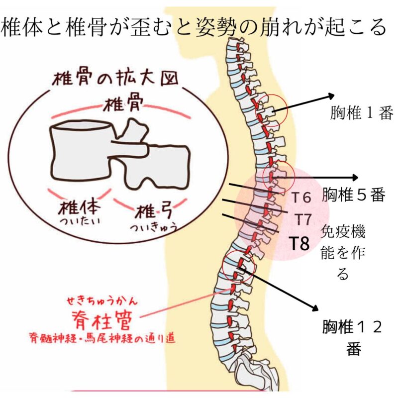 背骨の歪みやすい位置