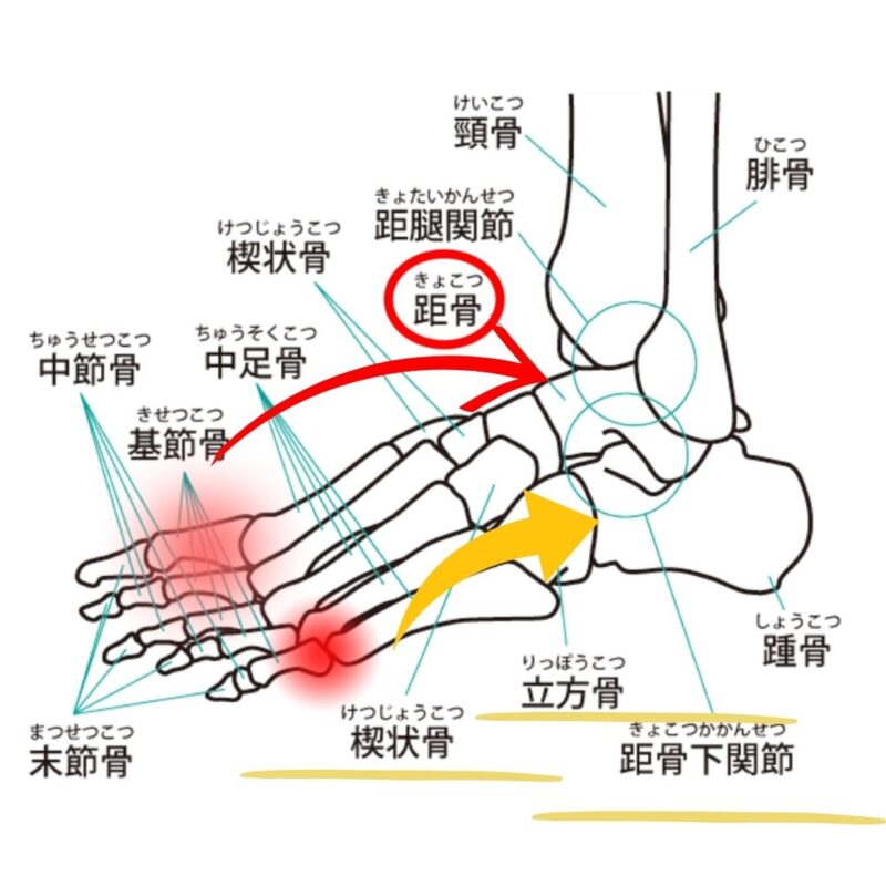 足裏の伝導ライン